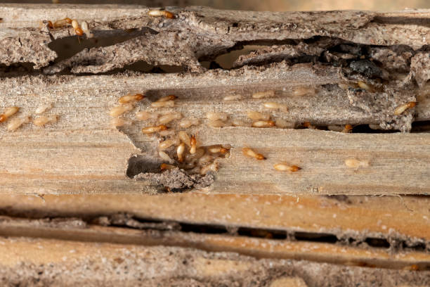 Reliable Centerville, GA Pest Control Solutions